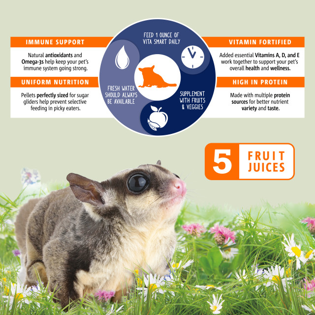 Feature-Image showing Vita Smart Sugar Glider